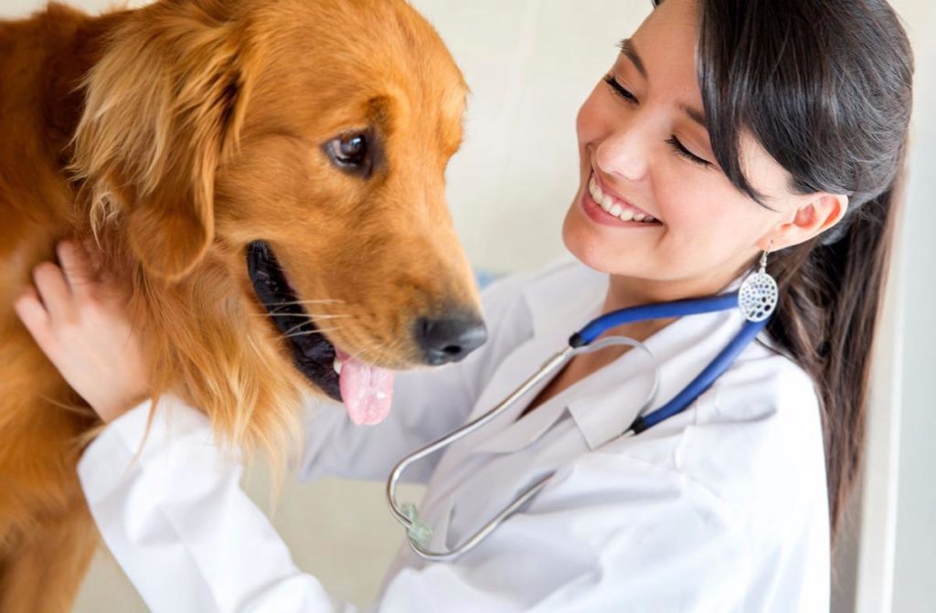 Canine Health Exam
